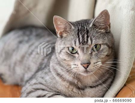 見つめるネコ　サバトラ猫 66669090