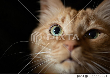可愛い猫ちゃん 茶トラ猫の写真素材