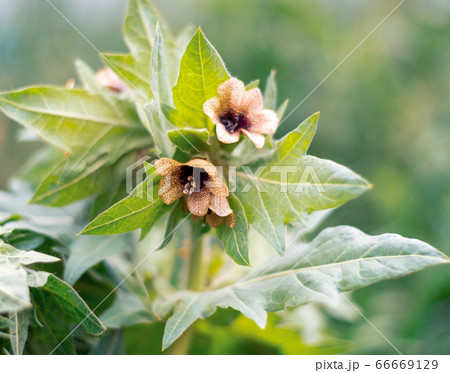 Flower of a white henbane plant, Hyoscyamus albus. Flower of a white henbane plant, Hyoscyamus albus. 66669129