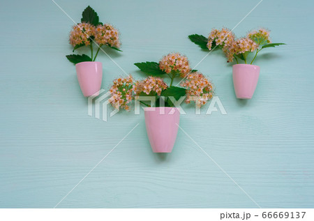 Delicate white hawthorn flowers in white pots Delicate white hawthorn flowers in white pots 66669137