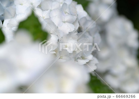 真っ白な紫陽花 66669266