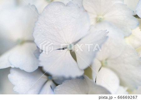 真っ白な紫陽花 66669267