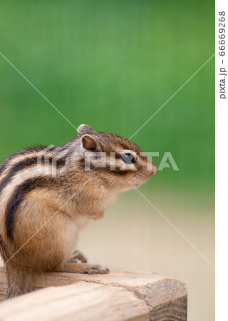 シマリス　　緑背景 66669268