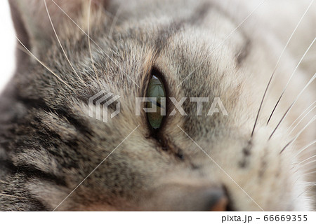 眠そうな猫　サバトラ猫 66669355