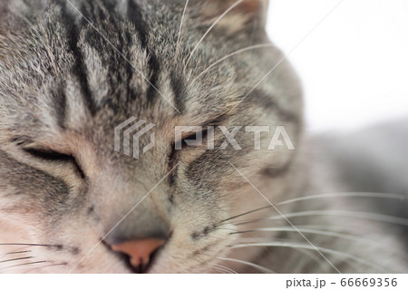 眠そうな猫　サバトラ猫 66669356