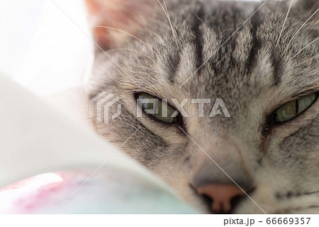 眠そうな猫 サバトラ猫 眠そうな猫 サバトラ猫 66669357