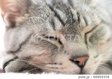 眠そうな猫 サバトラ猫 眠そうな猫 サバトラ猫 66669358