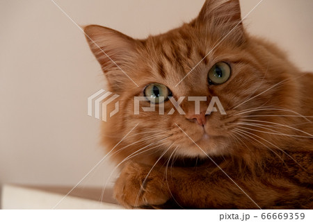くつろぐ猫　茶トラ猫 66669359