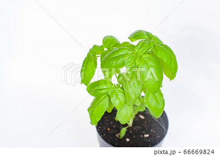 バジルの鉢植え バジルの鉢植え 66669824