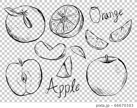 りんごやみかんの白黒手書きイラストイメージのイラスト素材