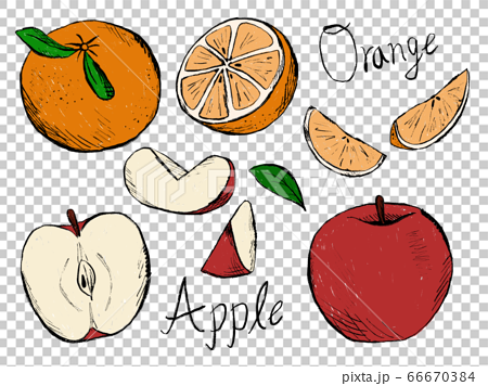 りんごやみかんの手書きイラストイメージのイラスト素材