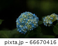 紫陽花 66670416