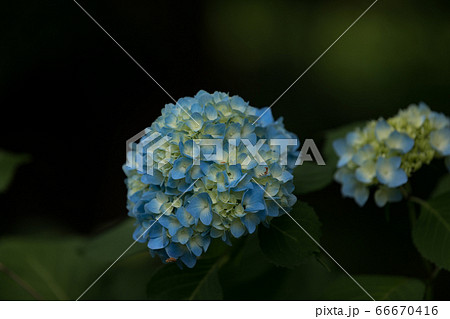 紫陽花 66670416