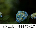 紫陽花 66670417