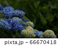 紫陽花 66670418