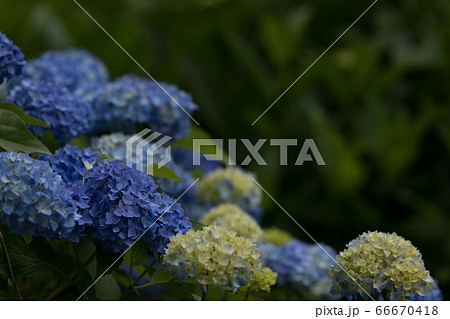 紫陽花 66670418