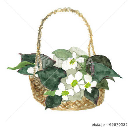 どくだみの花カゴの水彩画イラスト 66670525