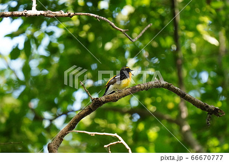 新緑の中、綺麗な声で鳴くキビタキ 66670777