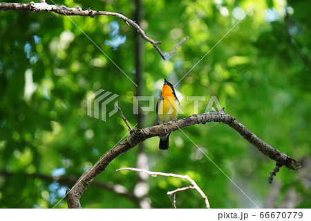 新緑の中、綺麗な声で鳴くキビタキ 66670779