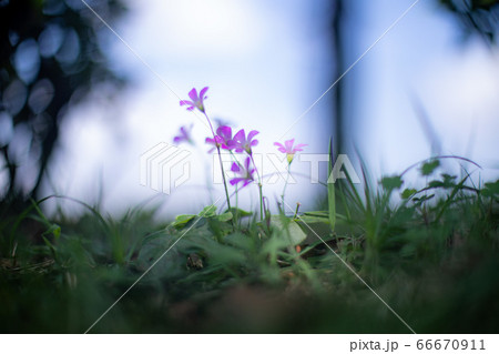 木陰に咲くノハラナデシコの写真素材