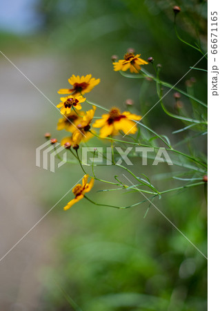 河川に咲くルドベキア・ヒルタ 河川に咲くルドベキア・ヒルタ 66671165