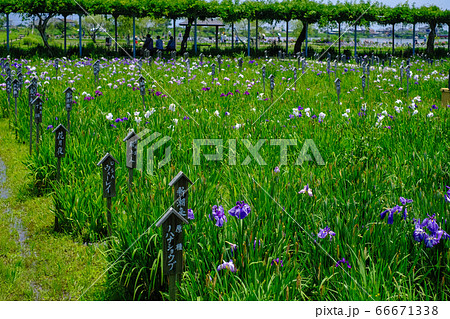 水郷佐原あやめパーク 6月 花菖蒲の咲く風景 水郷佐原あやめパーク 6月 花菖蒲の咲く風景 66671338