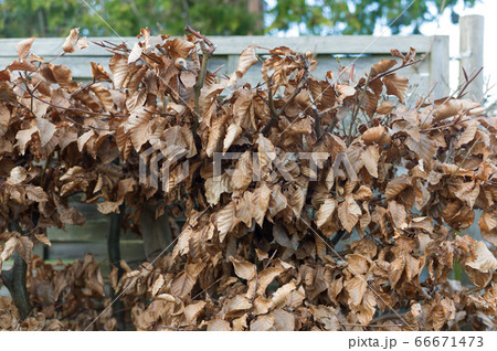 Wooden fence 66671473