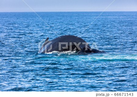Whale, cape cod Whale, cape cod 66671543