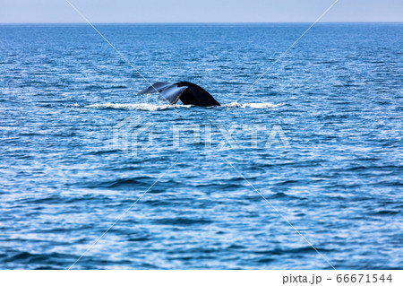 Whale, cape cod Whale, cape cod 66671544