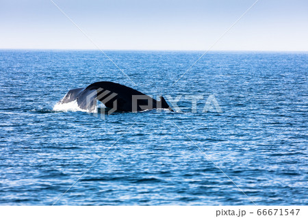 Whale, cape cod Whale, cape cod 66671547