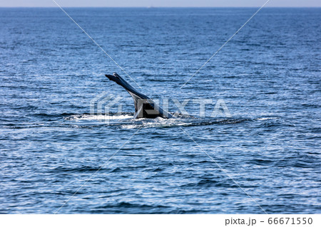 Whale, cape cod 66671550