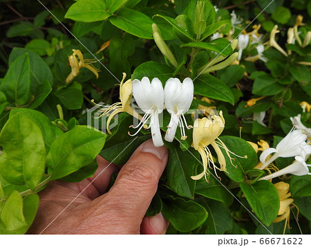 スイカズラの花の写真素材