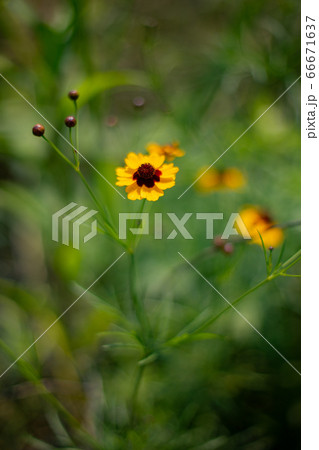 河川に咲くルドベキア・ヒルタ 河川に咲くルドベキア・ヒルタ 66671637
