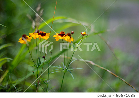 河川に咲くルドベキア・ヒルタ 河川に咲くルドベキア・ヒルタ 66671638