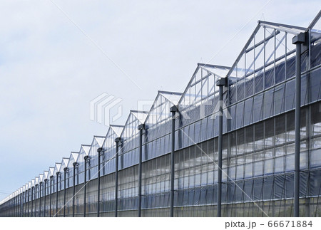 大規模ハウス栽培 大量温室栽培 イメージ素材 農林水産業 大規模ハウス栽培 大量温室栽培 イメージ素材 農林水産業 66671884