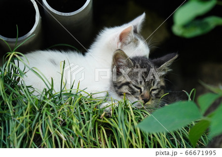 五月のぽかぽか陽気に眠い野良猫の仔猫達 66671995
