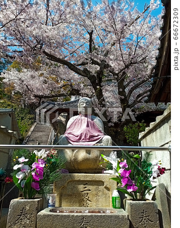 春の宮島の桜とお地蔵さん 66672309