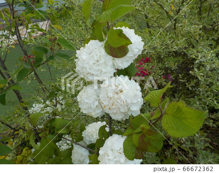 オオデマリ 66672362