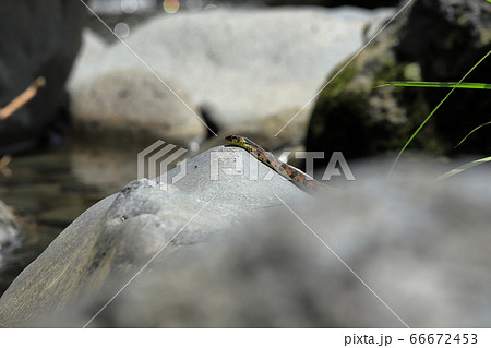 ヤマカガシ ヤマカガシ 66672453