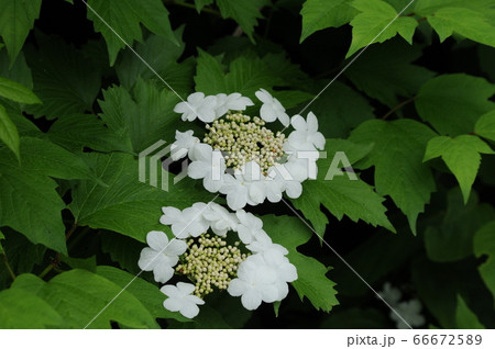 カンボク カンボク 66672589