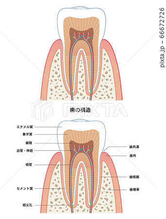 歯の構造のイラスト素材