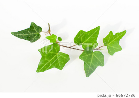 ツタの葉数枚 白背景 の写真素材