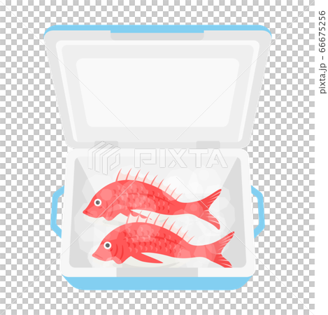 鯛魚在冷藏箱裡的插圖 鯛魚在冷藏箱裡的插圖 66675256