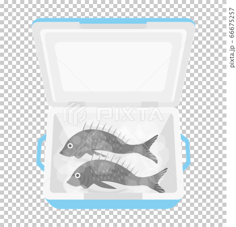 クーラーボックスに入った鯛のイラスト クーラーボックスに入った鯛のイラスト 66675257