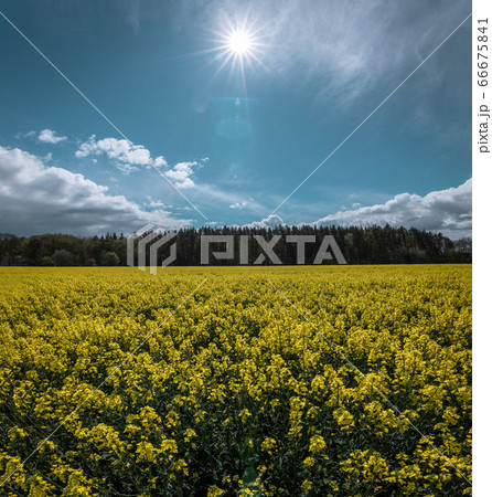 a field full of yellow oilseed rape with star of the sun on the sky 66675841