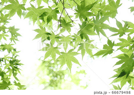 新緑のカエデ 66679498