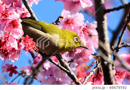 河津桜とメジロ 66679592