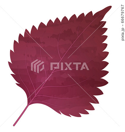 赤紫蘇のイラストのイラスト素材