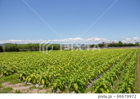鹿児島県霧島市で栽培されている葉タバコ　一面緑色に広がる葉タバコの畑 66679972