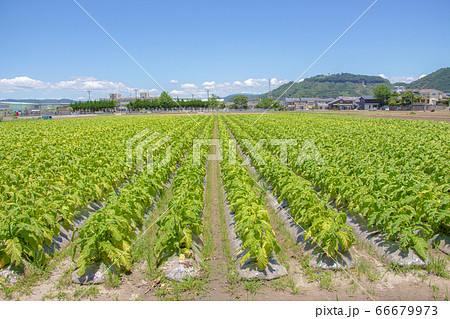 鹿児島県霧島市で栽培されている葉タバコ 一面緑色に広がる葉タバコの畑 鹿児島県霧島市で栽培されている葉タバコ 一面緑色に広がる葉タバコの畑 66679973